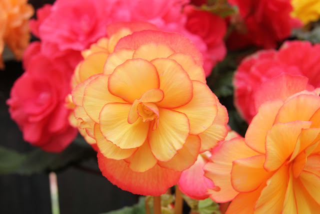 B. ‘Santa Margarita’